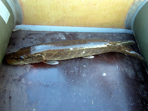 Л5.jpg