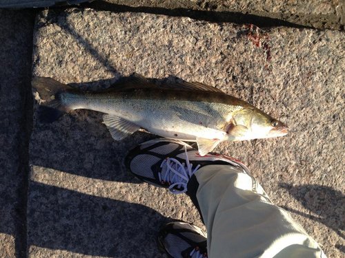 IMG_0665.JPG (185.97 КБ) 14338 просмотров около двух, думаю