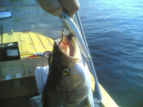 Жерех 1900 15062013.jpg (83.84 КБ) 1739 просмотров это он позирует, смирный такой и скромный...