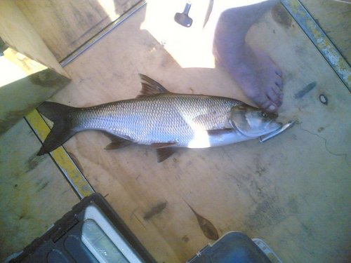 Жерех 1900 15062013(002).jpg (81.17 КБ) 1739 просмотров Устал от скачек, отдыхает