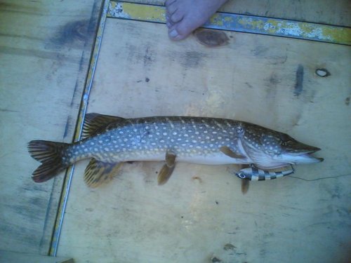 Щука на троллинг 15062013(004).jpg (74.65 КБ) 1739 просмотров Просто щучка.