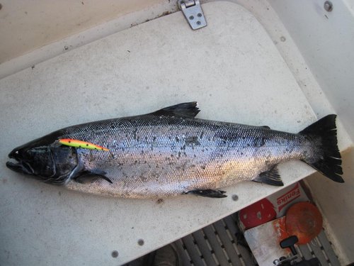 IMG_8000.JPG (109.92 КБ) 1690 просмотров за основу взят воблер Алекса 78