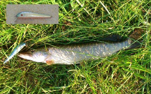 CIMG5781-kl-bl.JPG (163.17 КБ) 1529 просмотров а был бы потолще - я не уверен , что отпустилбы, до 50 ну совсем чуток не хватало (((