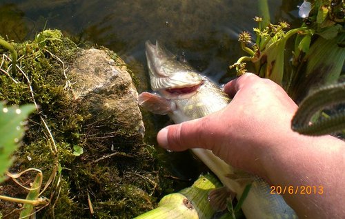 CIMG5783-kl.JPG (114.17 КБ) 1529 просмотров а, пофигу! жена на работе, значит мне пришлось бы чистить! а на нет - и суда нет