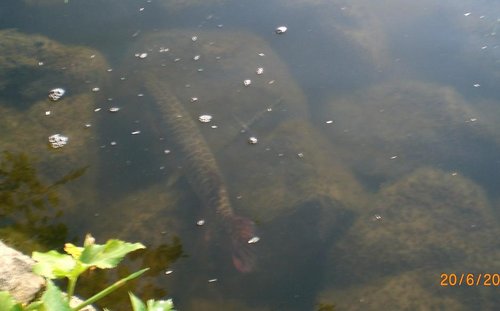 CIMG5784-kl.JPG (39.52 КБ) 1529 просмотров если кто не видит - веточка указывает направление на хвост ХыШнИкА