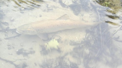 12062013752.jpg (60.5 КБ) 1407 просмотров Отпущенная форель.