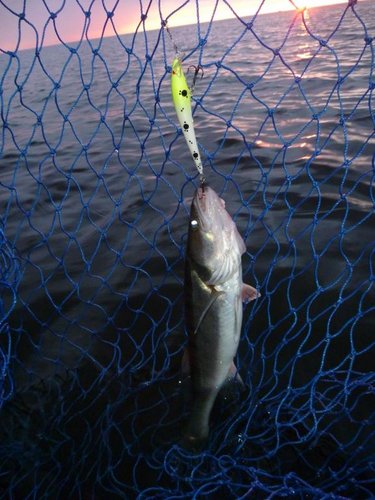 P1070410.JPG (71.13 КБ) 1397 просмотров А этот воблер ушёл к рыбаку, с внушительной коллекцией воблеров, но без улова...