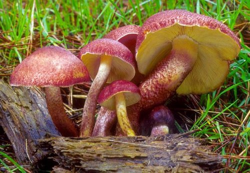 tricholomopsis_rutilan_t2.jpg