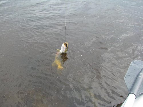 IMG_6337.jpg