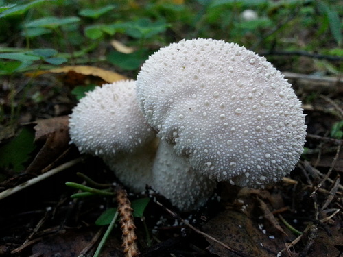 0_12768a_a3d94300_L.jpg