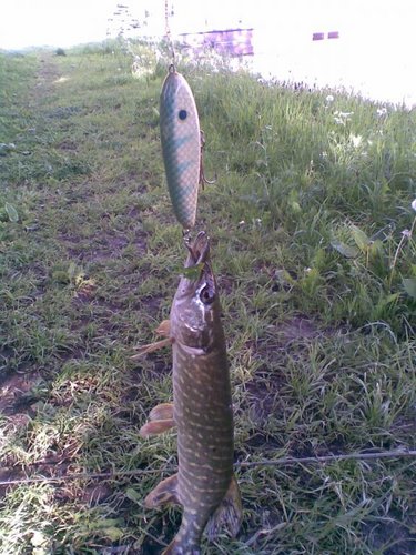 Первая на handmade jerk.jpg (99.27 КБ) 2260 просмотров Иллюстрация: джерк 125 мм, щука - малек