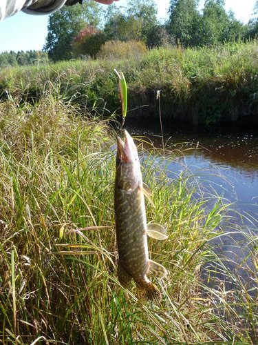 P1080168.JPG (144.8 КБ) 1458 просмотров Щупачёк взял из-под противоположного берега.