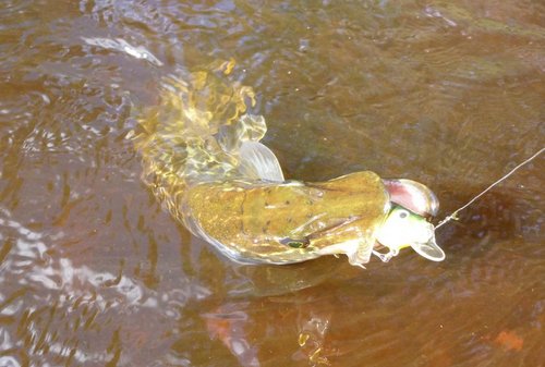 P1080177.JPG (107.76 КБ) 1458 просмотров Щук взял "свежего" воблерка - вчера зафинишировал, а сегодня тестил...