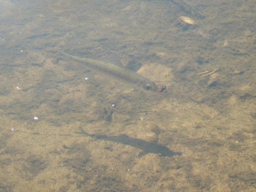 P1190072.JPG (85.24 КБ) 19818 просмотров поймал - отпустил