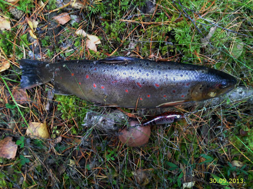 trout300913.jpg