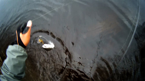 sea-trout-S.V.-lure.jpg (184.77 КБ) 2190 просмотров Кумжик. Прошу прощение за качество - вырезал кадр из видео.