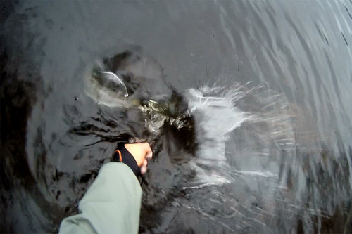 kumzha-c&r.jpg (215.71 КБ) 2190 просмотров Он же или она же? C&R. Прошу прощение за качество - вырезал кадр из видео.