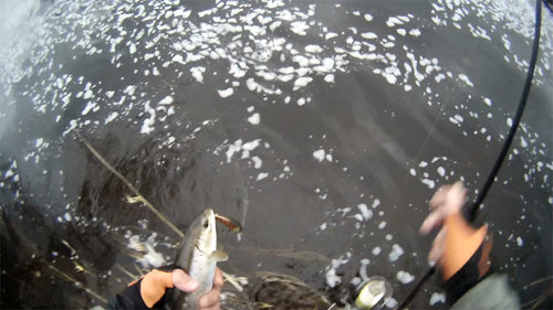 S.V.-sea-trout.jpg