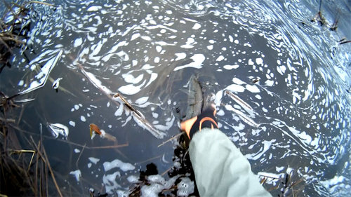 sea-trout-c&r.jpg (341.6 КБ) 3055 просмотров О, Белла - чао..