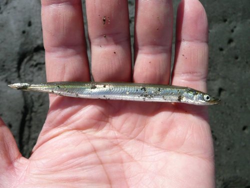 Ammodytes_Hexapterus-2.jpg