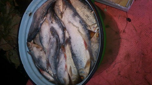 DSC_3925.jpg (131.98 КБ) 4931 просмотр Краяняя партия 2014..18 кг..