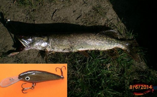 CIMG6061-kl-wob.JPG (101.78 КБ) 2189 просмотров хищник 65см, воб 5см