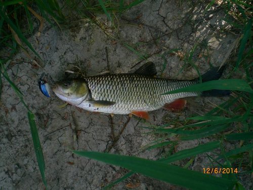 CIMG6071-kl.JPG (120.11 КБ) 1673 просмотра 45см, 1,2кг