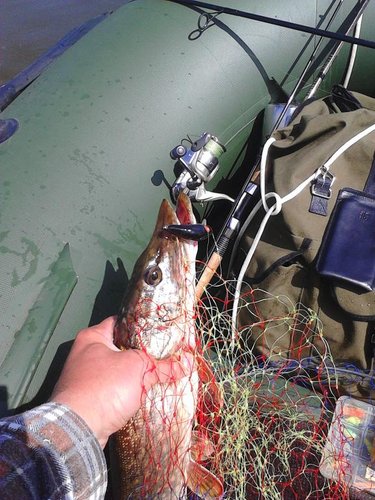 IMG_20140613_124542.jpg (101.23 КБ) 2609 просмотров Зубастая ни как не хотела позировать, пришлось зафиксировать.