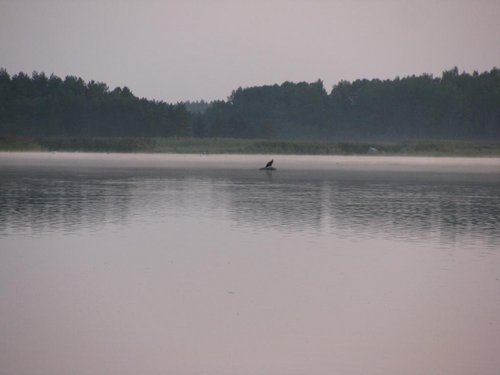 IMG_6549.jpg (43.96 КБ) 10025 просмотров IMG_6549.jpg