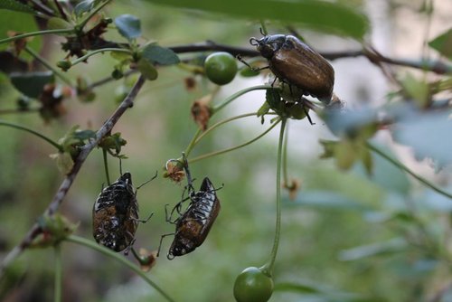 IMG_2282 (Копировать).JPG (72.9 КБ) 20535 просмотров IMG_2282 (Копировать).JPG