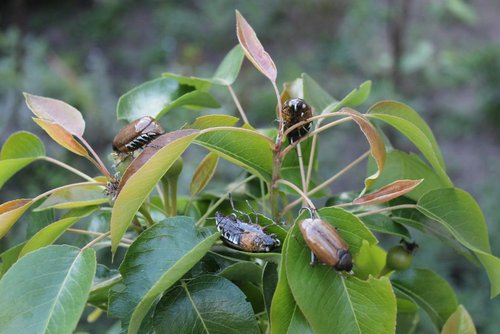 IMG_2288 (Копировать).JPG (98.09 КБ) 20535 просмотров IMG_2288 (Копировать).JPG