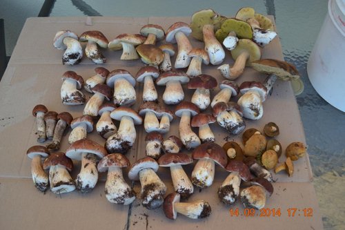 DSC_0128.JPG