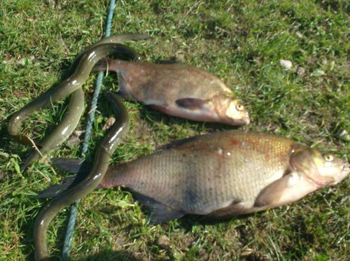 лещ 2,5,один из лучших уловов за это время