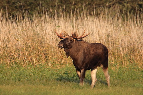 CV7A3866.JPG-põder.JPG