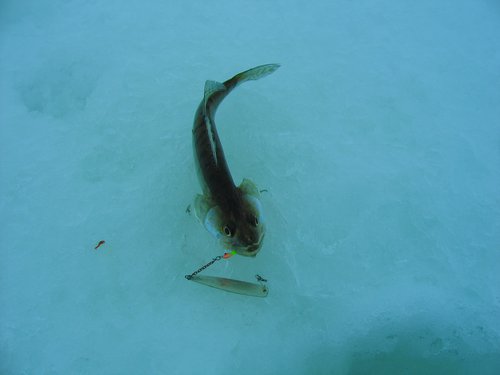 001.JPG (170.17 КБ) 2354 просмотра Хищник