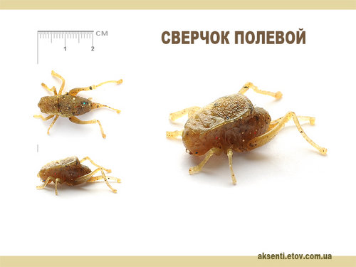 сверчок полевой.jpg