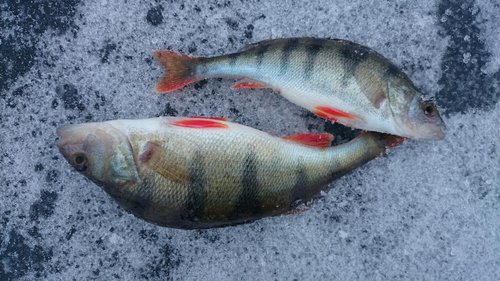 DSC_0174.JPG (196.47 КБ) 3476 просмотров Первые в сезоне 2015