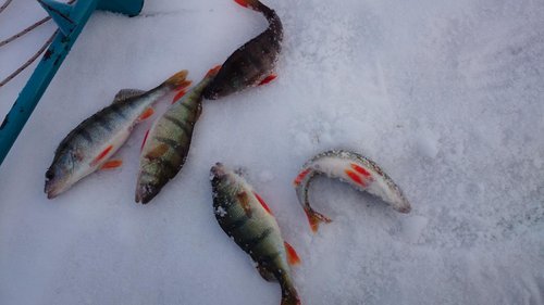 DSC_0175.JPG (88.77 КБ) 3476 просмотров из лучшей лунки дня