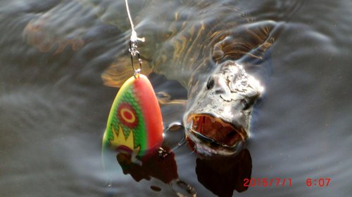 CIMG3031.JPG (78.64 КБ) 3835 просмотров CIMG3031.JPG