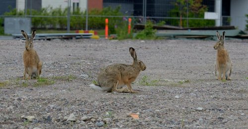 DSC_9039.JPG