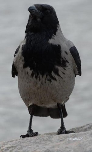 varis.jpg (27.65 КБ) 5562 просмотра Ну и что вы тут делаете?