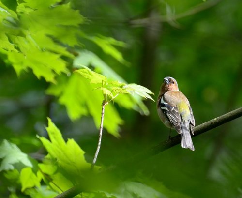 DSC_5935.JPG (54.17 КБ) 5561 просмотр Да так, ничего. Петь вот собираюсь.
