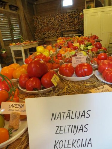 IMG_7736.JPG (64.76 КБ) 5085 просмотров И ещё и ещё.....кругом одни помидоры!