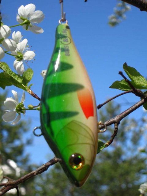 IMG_43830.JPG (48.32 КБ) 2673 просмотра На просушке...