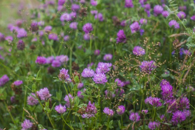 _MG_7411.JPG (108.22 КБ) 11467 просмотров лютики-цветочки