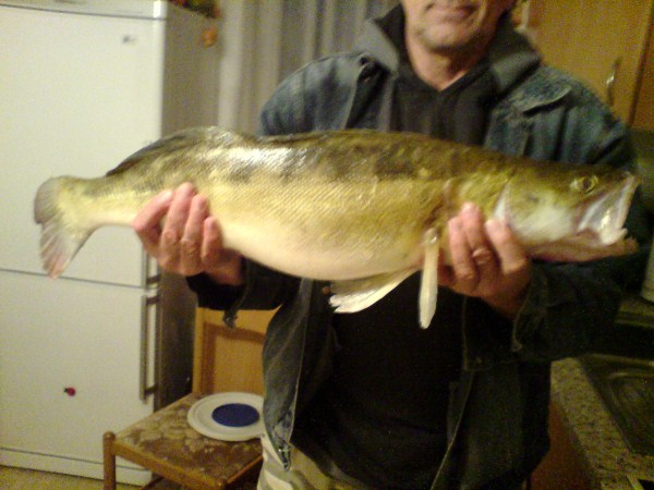 FISCH Herbs 2010.jpg