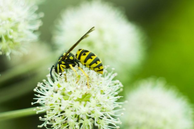 _MG_7439.JPG (63.15 КБ) 11816 просмотров Жара,июль.....