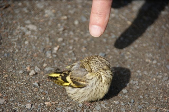 DSC04781.JPG (113.39 КБ) 11344 просмотра поклевал крошек на асфальте. отлетел на проезжую часть сел голову спрятал и уснул за секунду