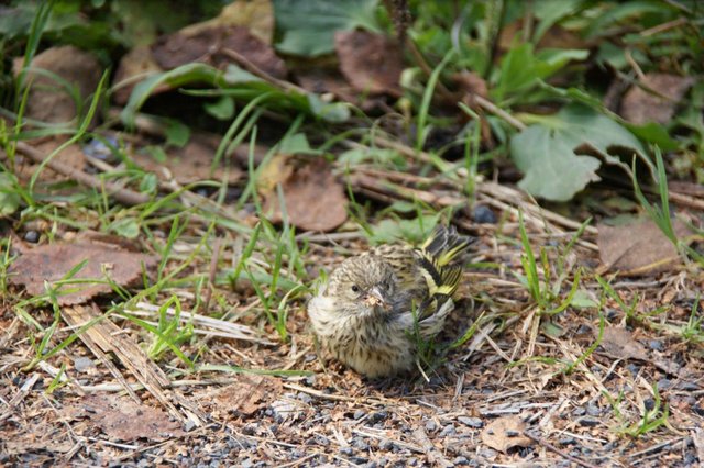 DSC04768.JPG (162.93 КБ) 11344 просмотра вот более раннее фото. потом отлетел и уснул на проезжей части. Что это за птенец?