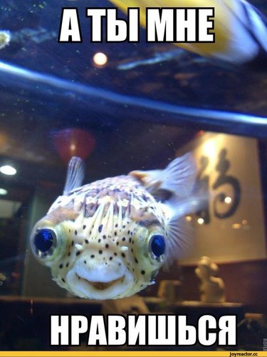 рыбка-фак-1444097.jpeg